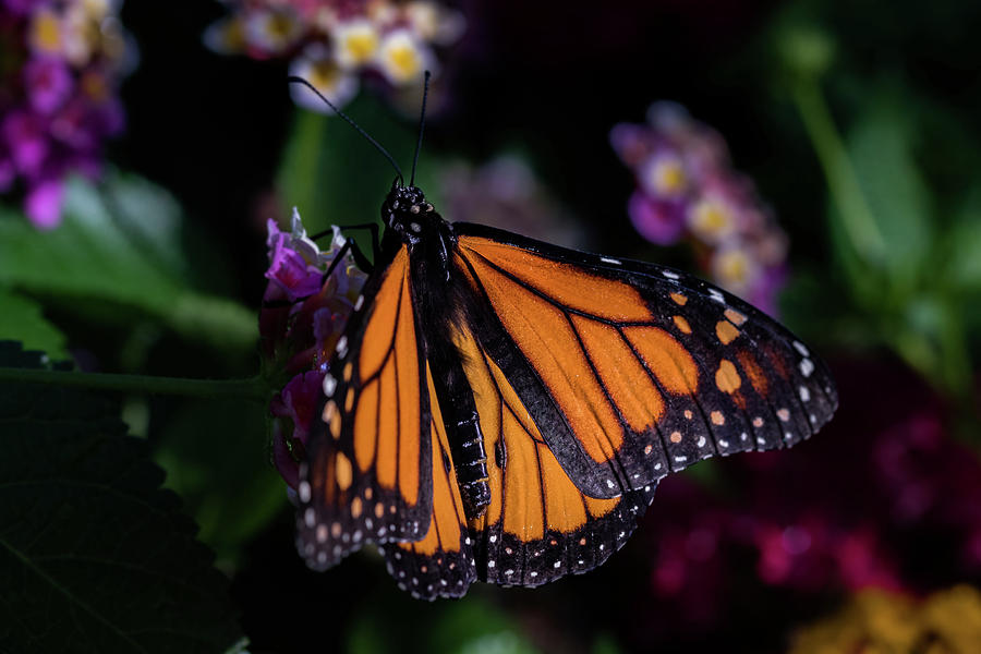 Monarch Photograph by Jay Stockhaus