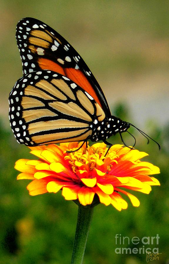 Monarch Photograph by Jeff Breiman