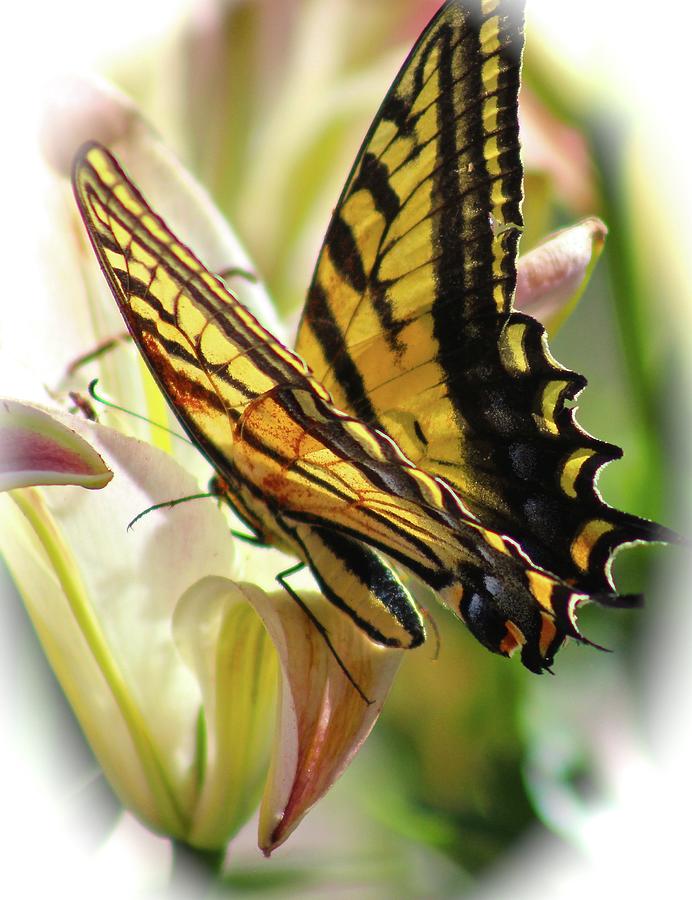 Monarch Photograph by Jill Myers - Fine Art America