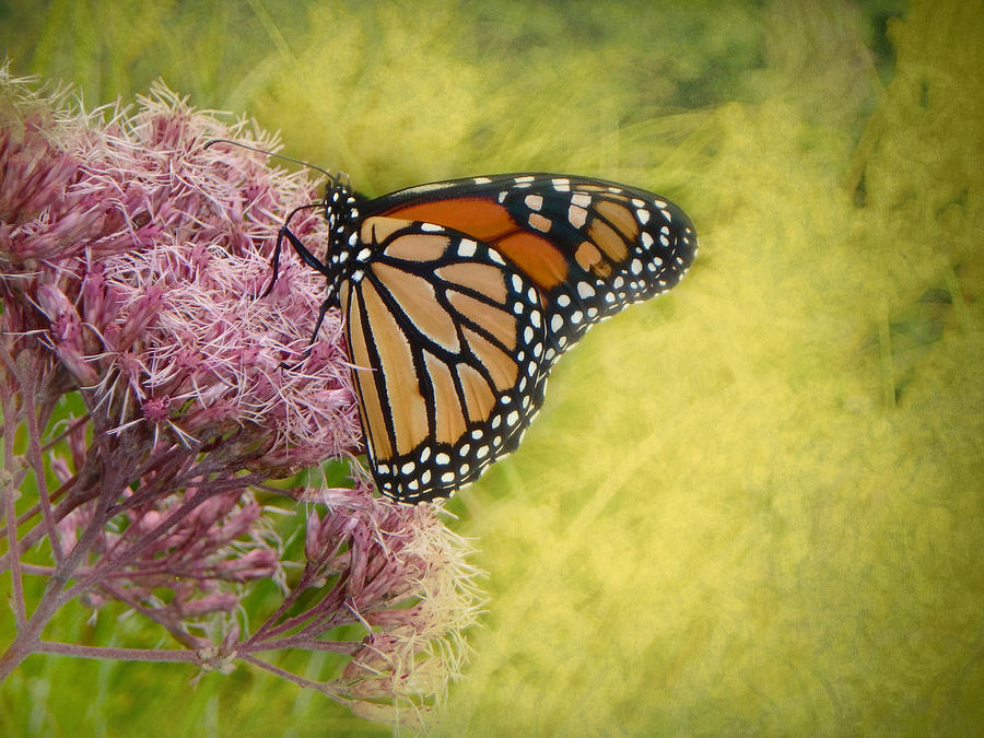 Monarch Photograph by Judy Hall-Folde