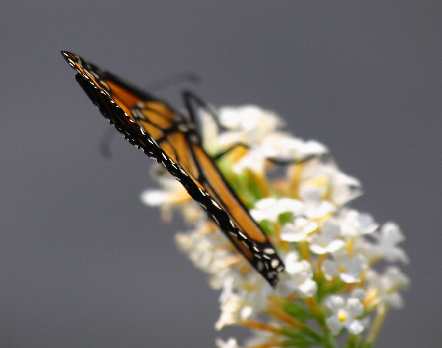 Monarch Photograph by Juergen Roth