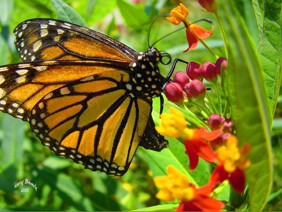 Monarch Photograph by Kerry Beverly