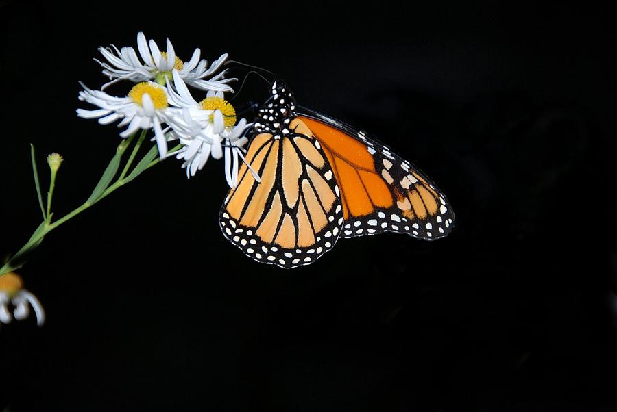 Monarch King of Butterflies Photograph by AnnaJanessa PhotoArt
