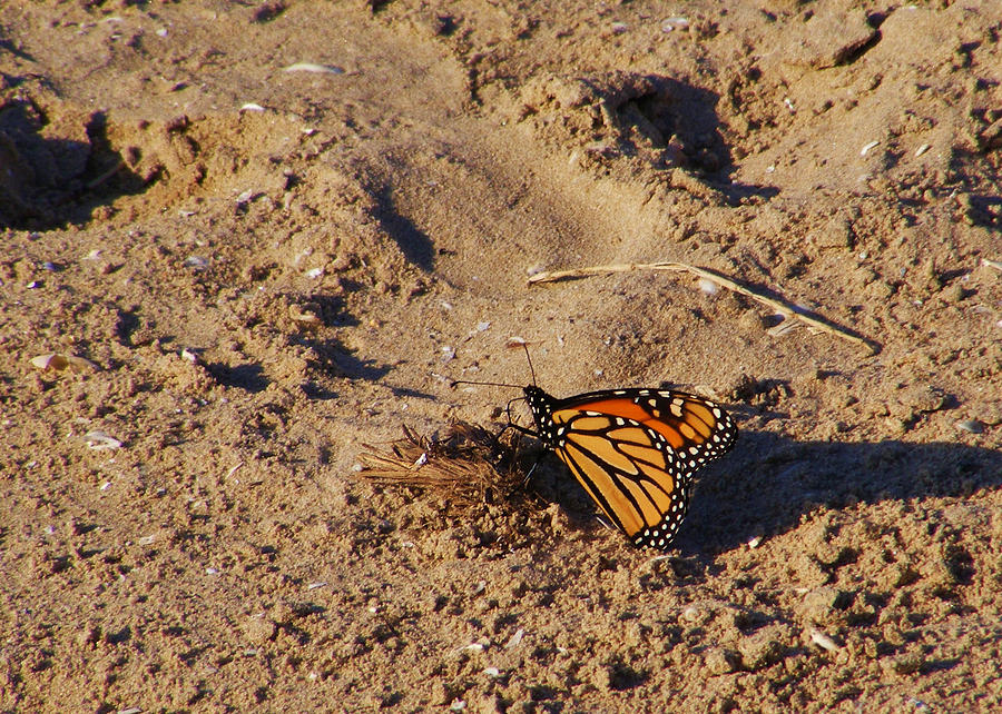 Monarch Photograph by Lori Kingston