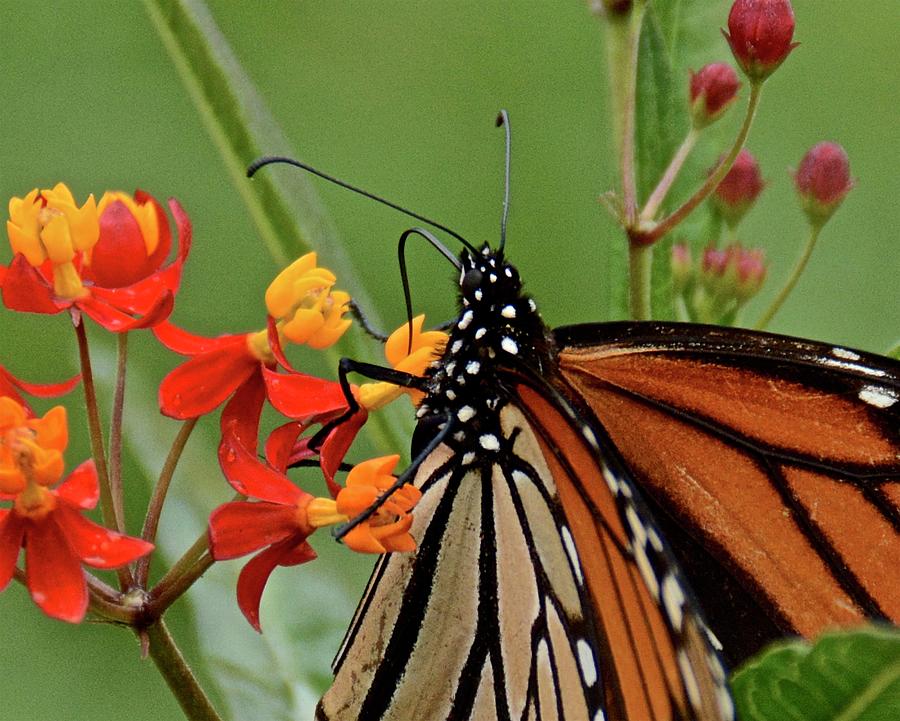 Monarch Macro Photograph by Carol Bradley