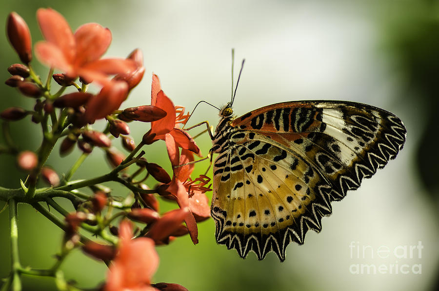 Butterfly Photograph - Monarch Macro by Nick Boren