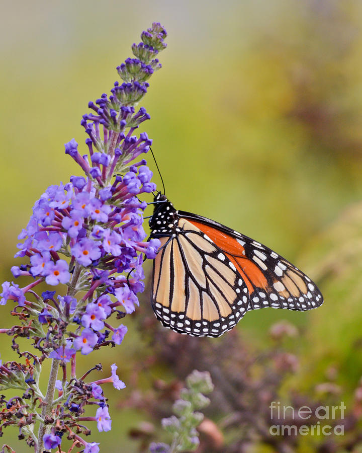 Monarch Magnificence  Photograph by Kerri Farley