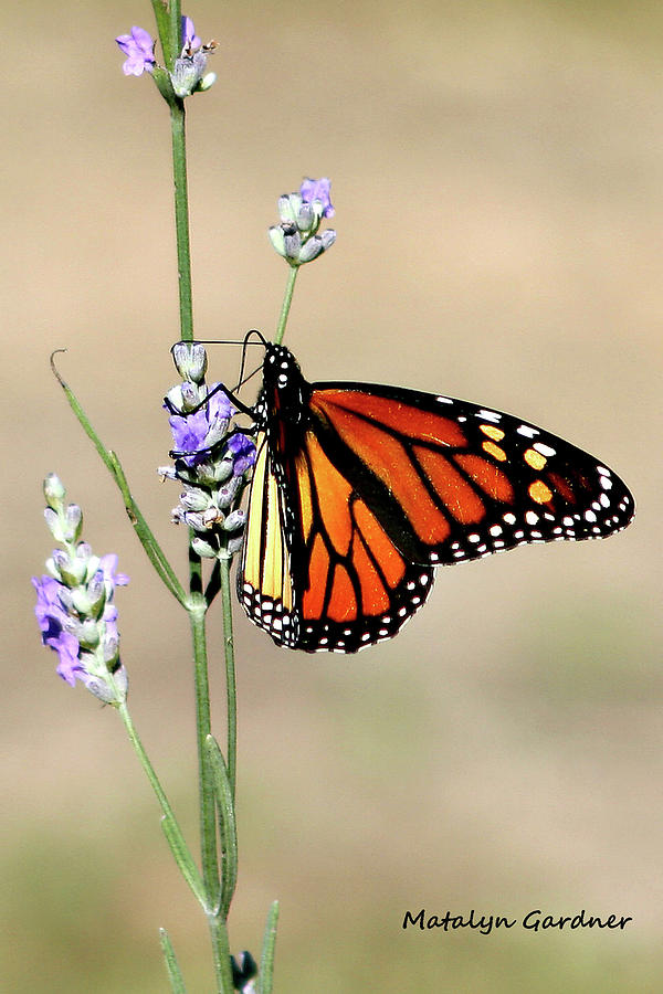 Monarch Photograph by Matalyn Gardner