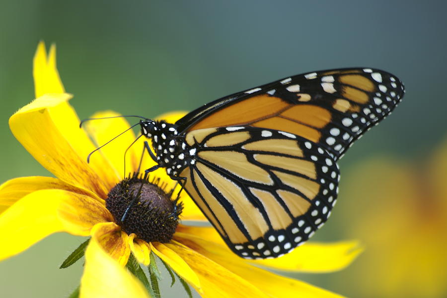 Monarch Photograph by Michael Peychich