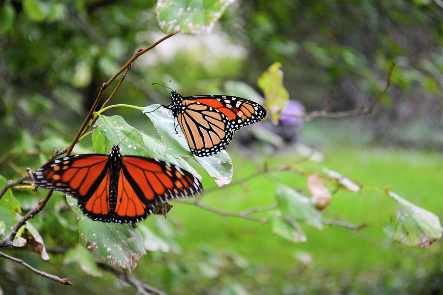 Monarch Migration Photograph by Bonfire Photography