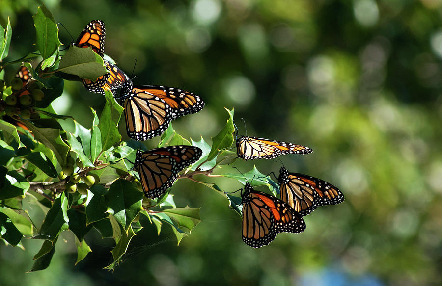 Monarch Migration Photograph by Elsa Santoro