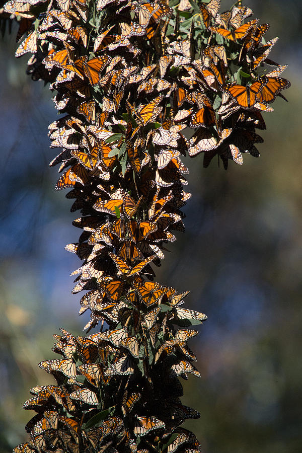 Butterfly Photograph - Monarch Migration  by Digiblocks Photography