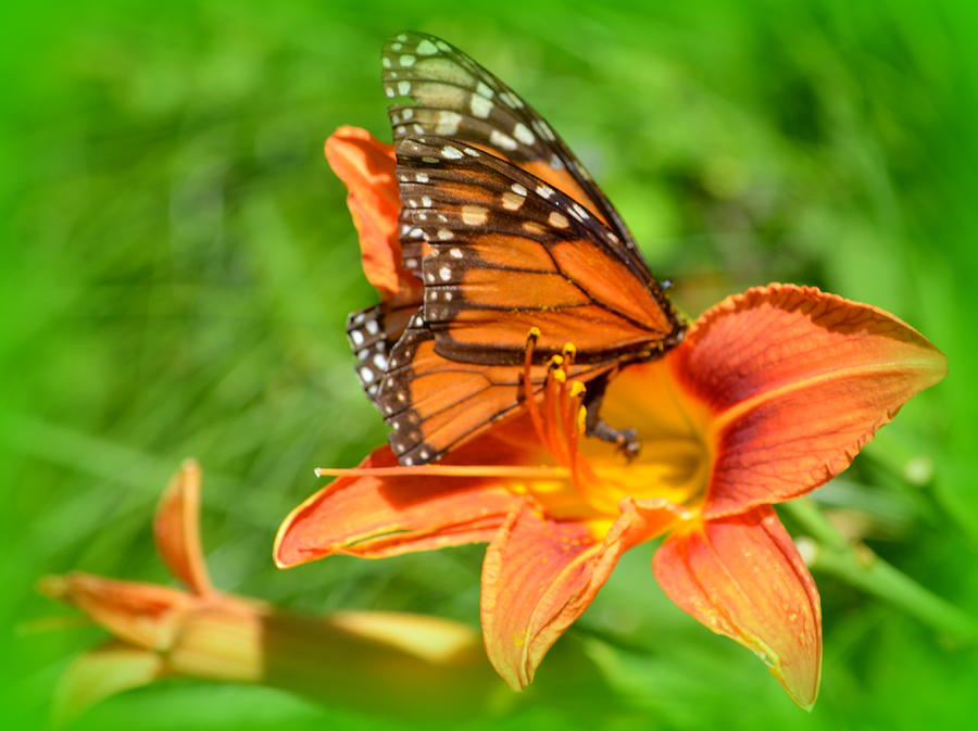 Monarch Minutes Photograph by Kimberly Woyak