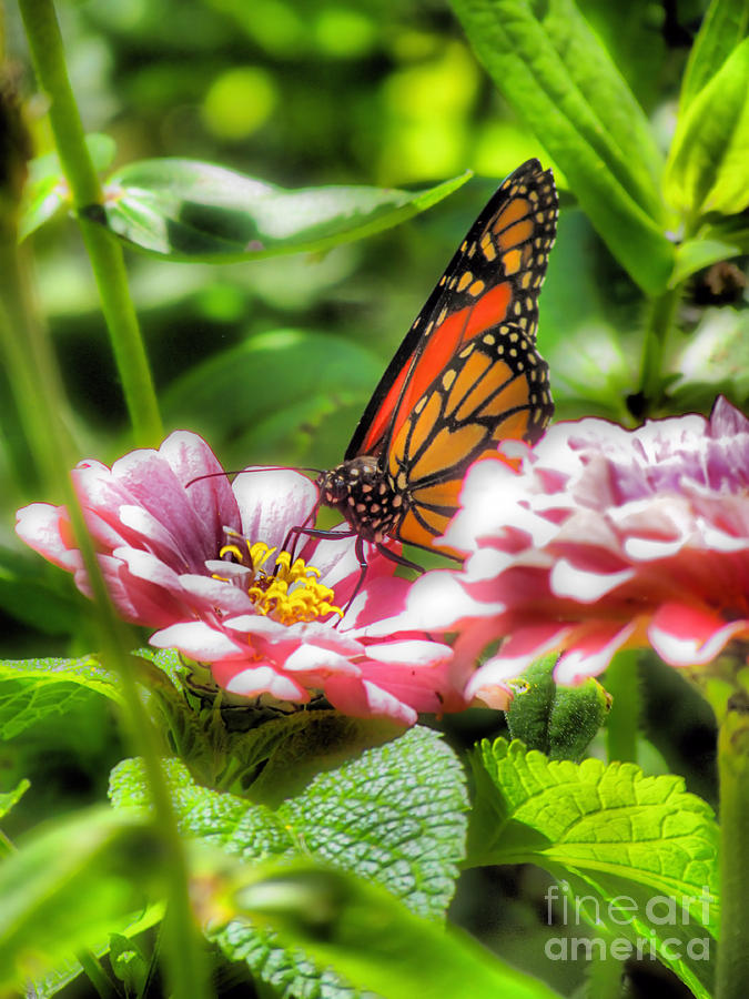 Acadia National Park Photograph - Monarch Miracle by Elizabeth Dow