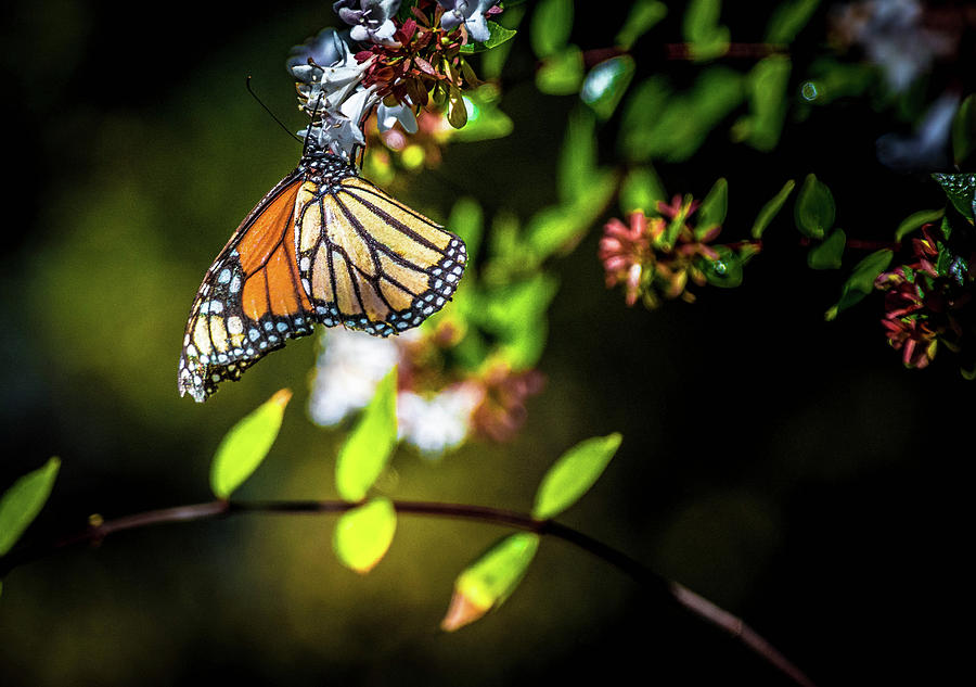 Monarch Morning Photograph by Steph Gabler