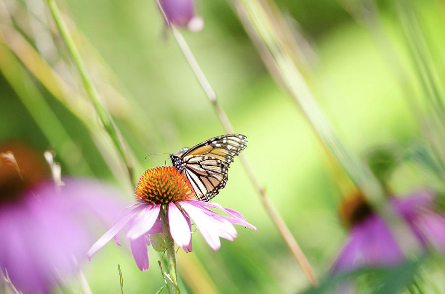 Monarch by Nikki Watson McInnes Monarch by Nikki Watson McInnes