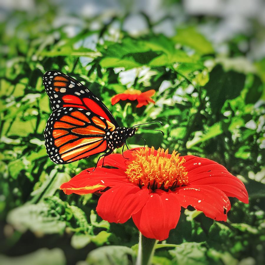 Monarch of the Flowers  Photograph by Jame Hayes