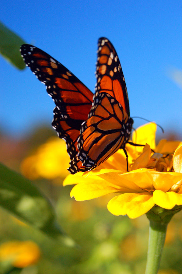 Monarch of the Flowers Photograph by James Kirkikis