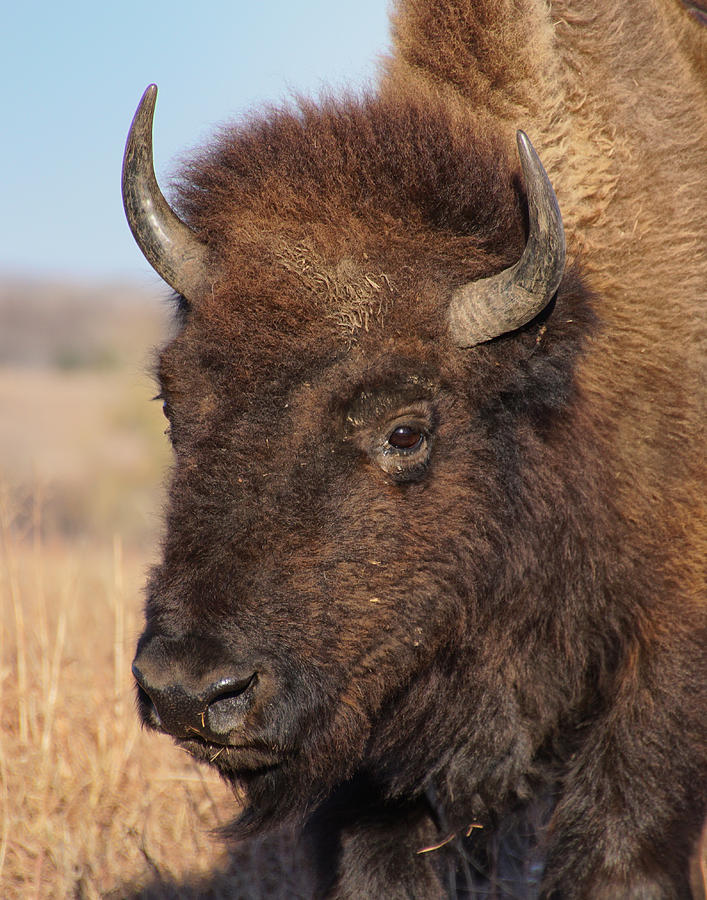 Bison Photograph - Monarch of the Plains by Alan Hutchins
