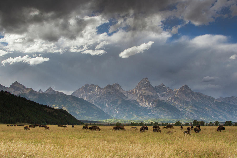 Monarch of the Plains Digital Art by Josh Metten - Fine Art America