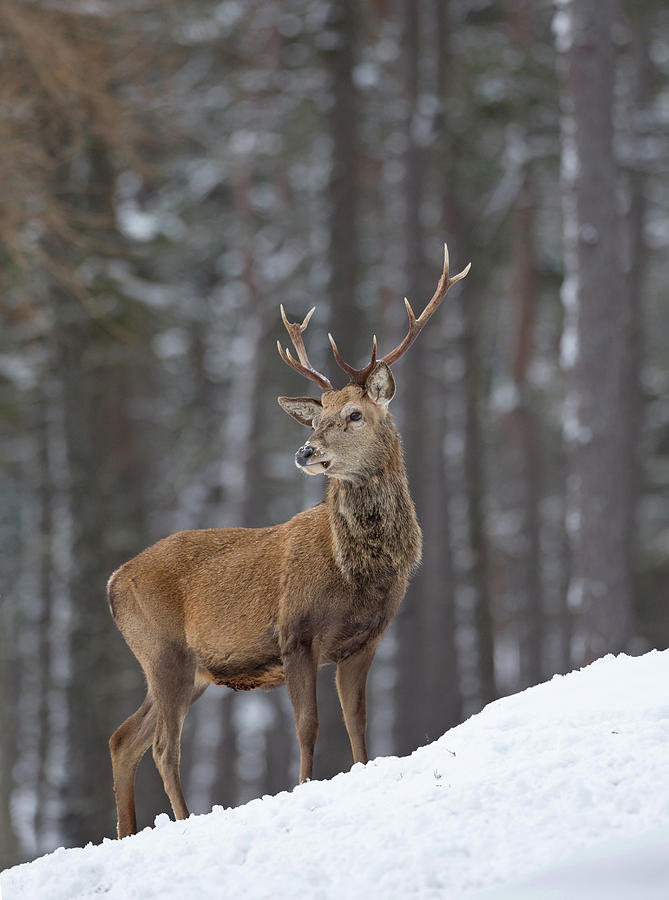 Monarch Of The Woods Photograph by Pete Walkden