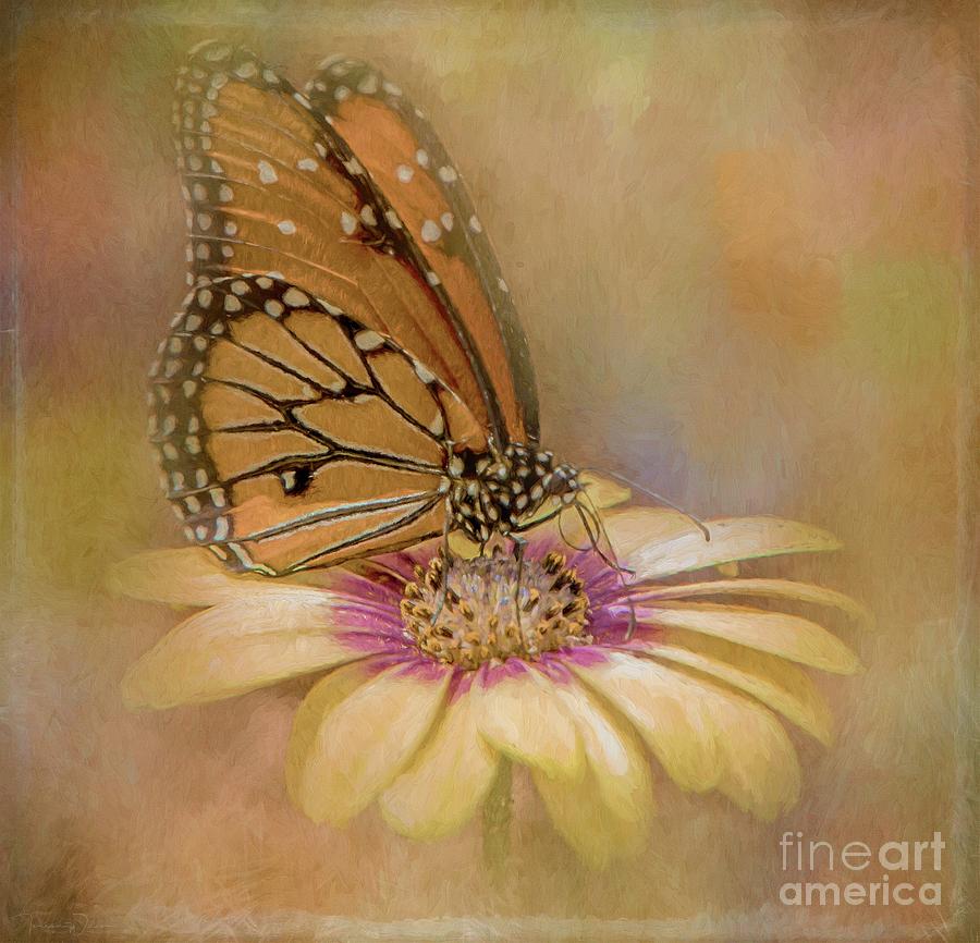 Monarch on a Daisy Mum Photograph by Teresa Wilson