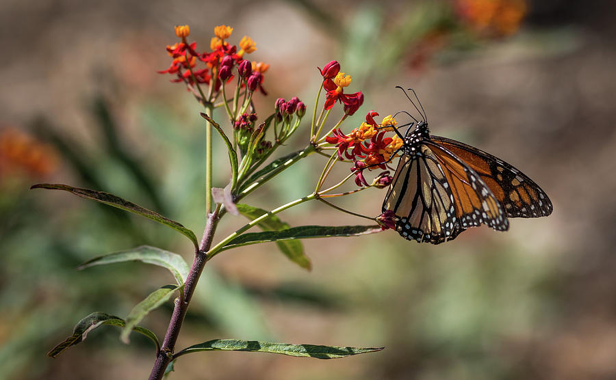 Monarch on a Flower Photograph by Adam Rainoff