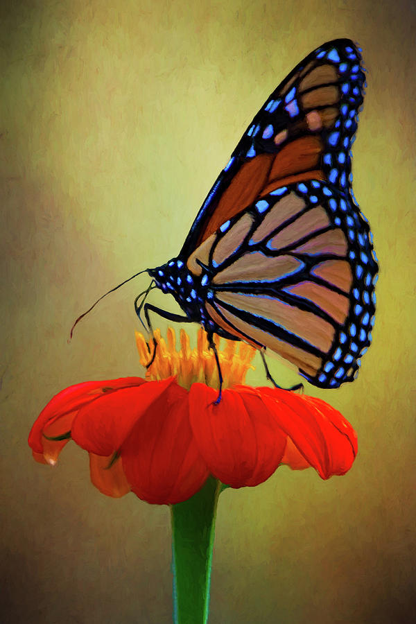 Monarch On A Mexican Sunflower Photograph by Chris Lord