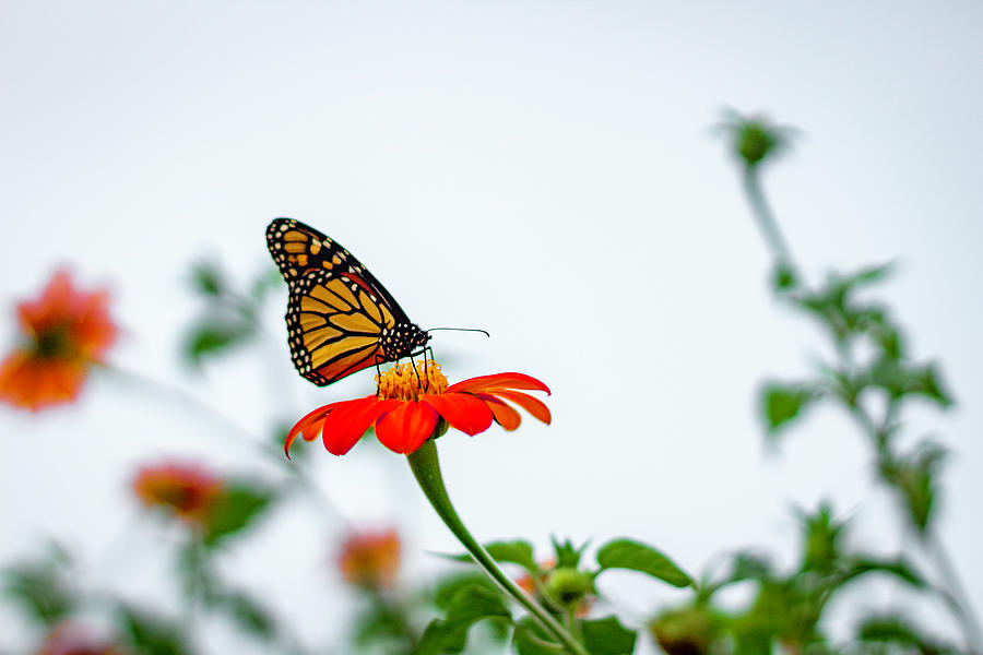 Monarch on a pedestal Photograph by Kevin Argue