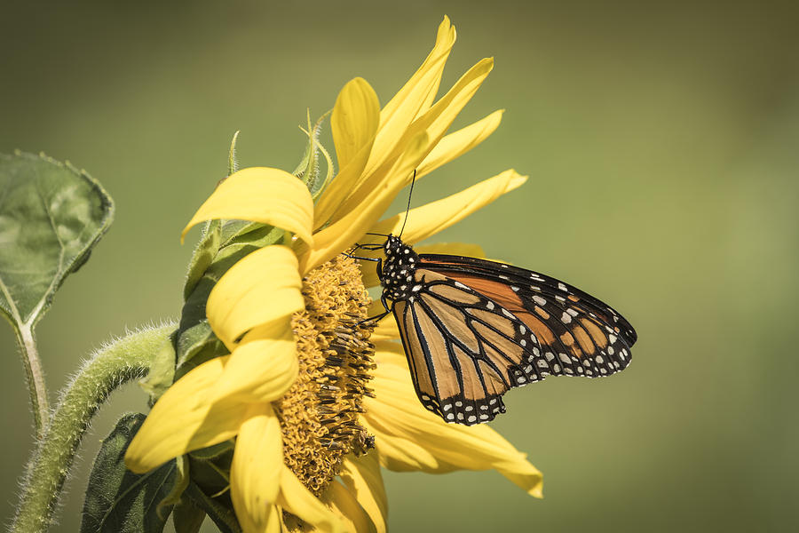 Monarch On A Sunflower 1-2015 Photograph by Thomas Young