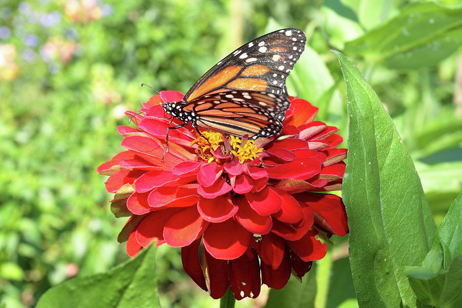 Monarch on a Zinnia Photograph by Lou Ford