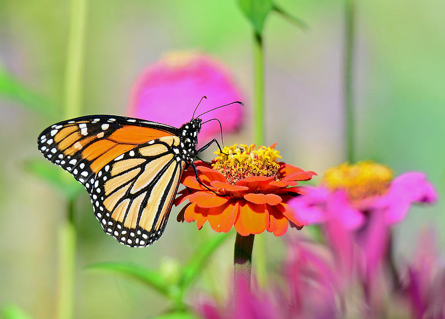 Monarch on a Zinnia Photograph by Rodney Campbell