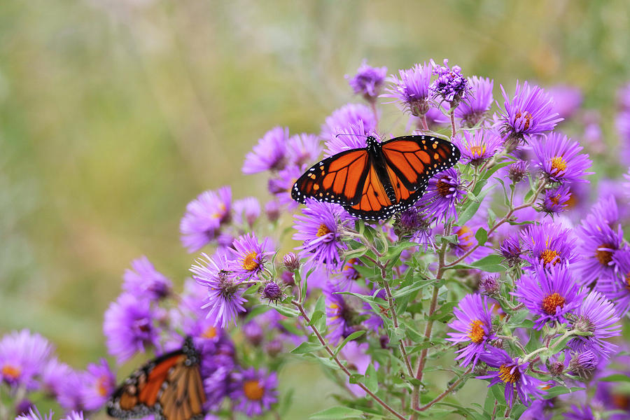 Monarch on Aster Photograph by Brook Burling