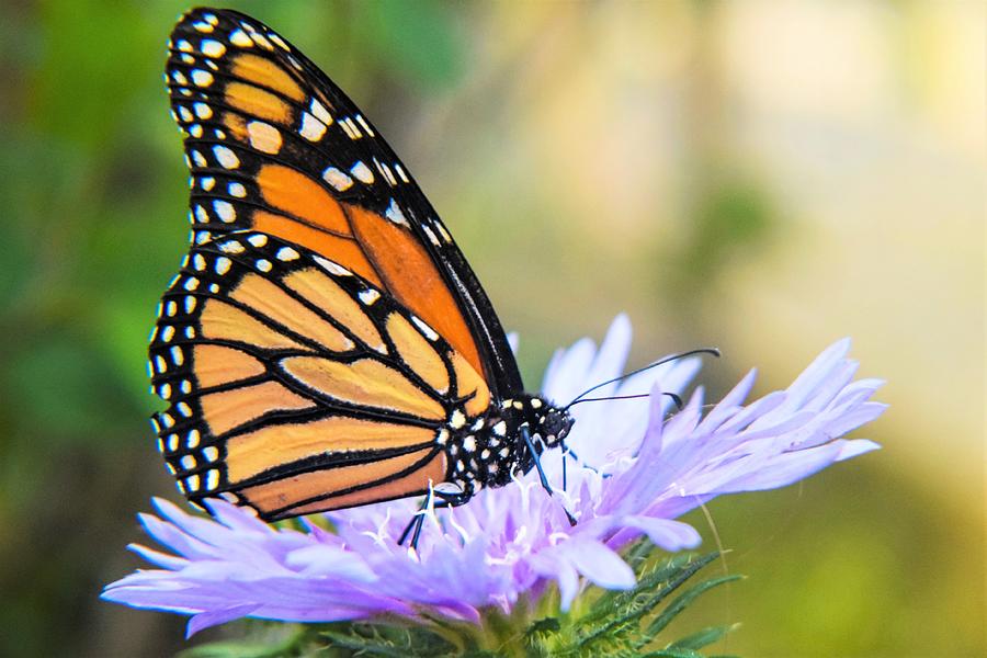 Monarch on Aster Photograph by Mary Ann Artz