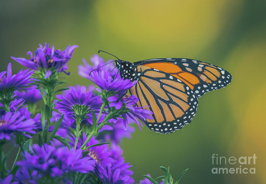 Monarch on Asters Photograph by Cheryl Baxter