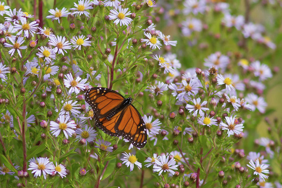 Monarch On Asters Photograph