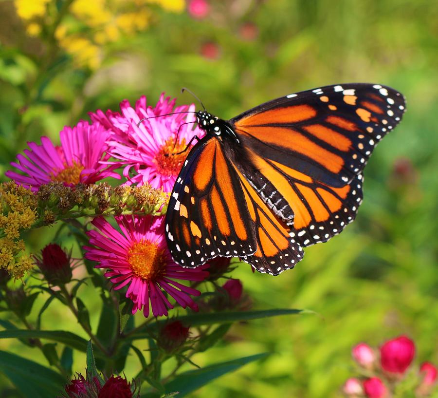 Monarch on Asters Photograph by Polly Castor