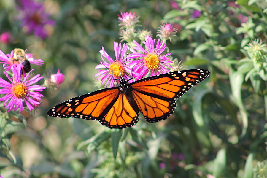 Flower Photograph - Monarch on Blanket Flower by Wayne Williams