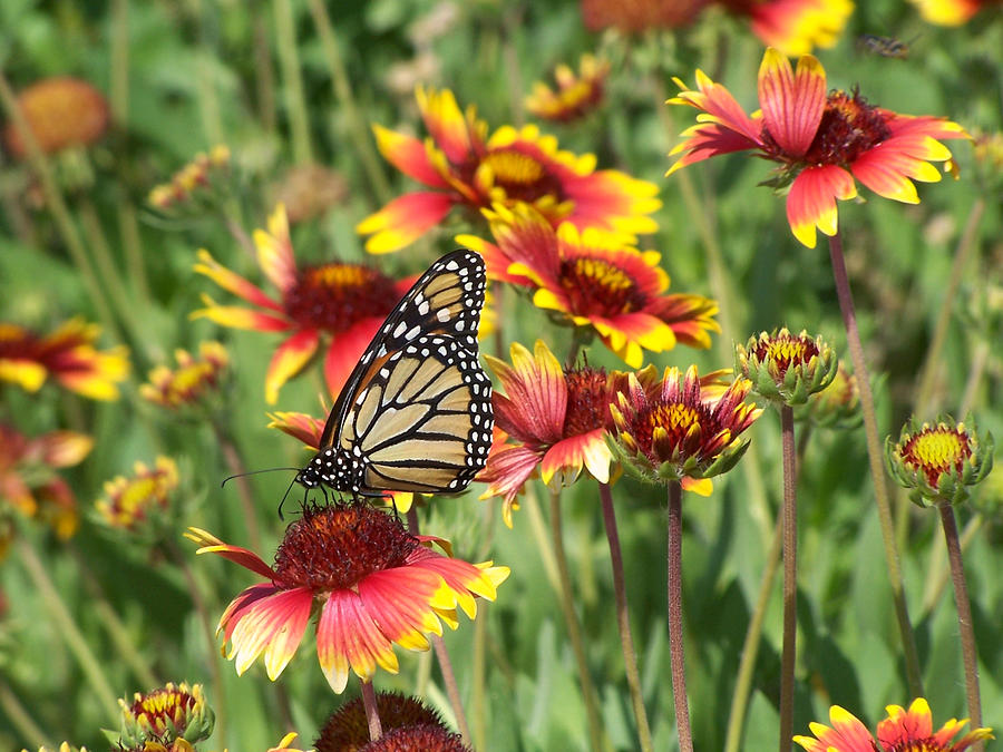 Monarch on Blanketflower Photograph by Peggy Urban