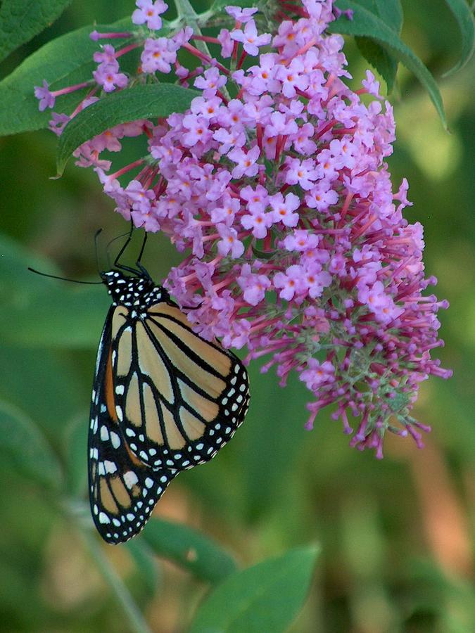 Monarch Photograph - Monarch on Butterfly Bush by Denise Hoff Monarch Photograph - Monarch on Butterfly Bush by Denise Hoff