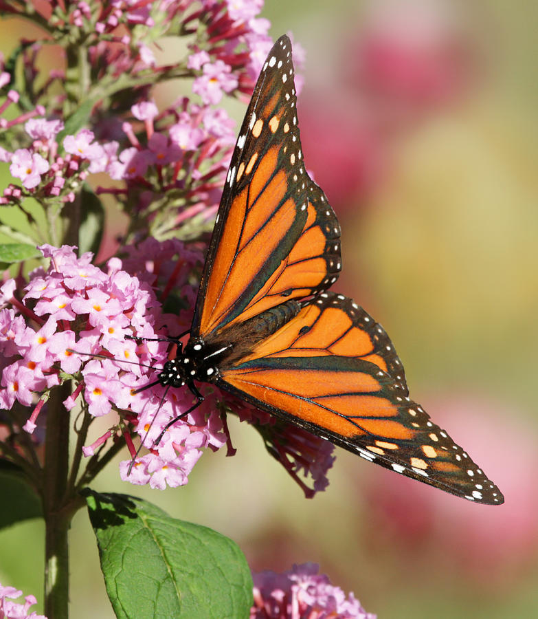 Monarch on butterfly bush Photograph by Jayne Gulbrand