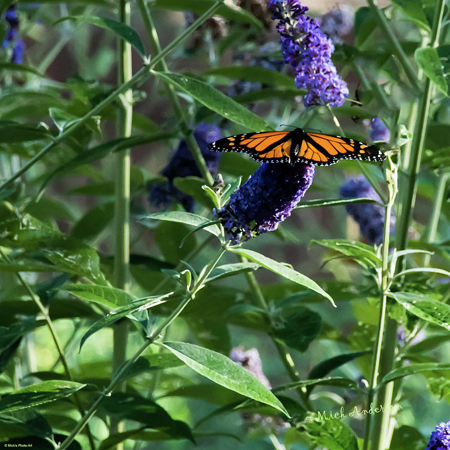 Monarch on Butterfly Bush Photograph by Mick Anderson