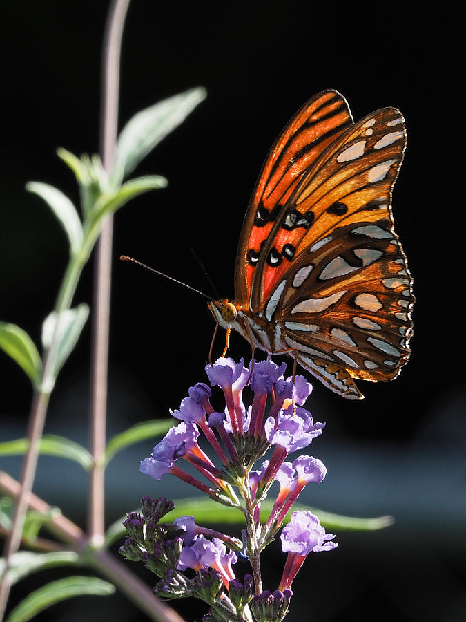 Monarch on Butterfly Bush Photograph by Paula Ponath
