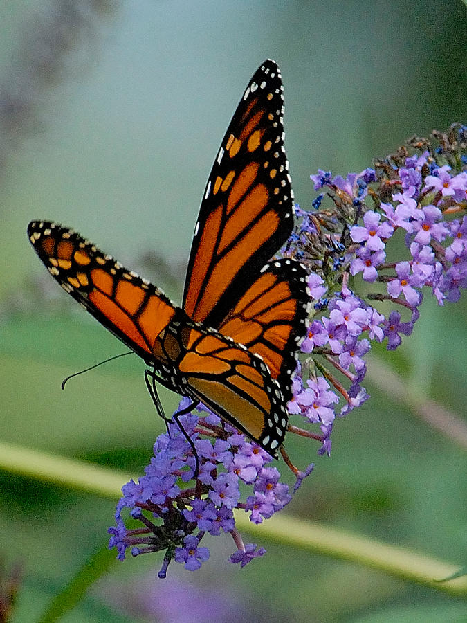 Butterfly Photograph - Monarch on Butterfly Flower by Neil Doren