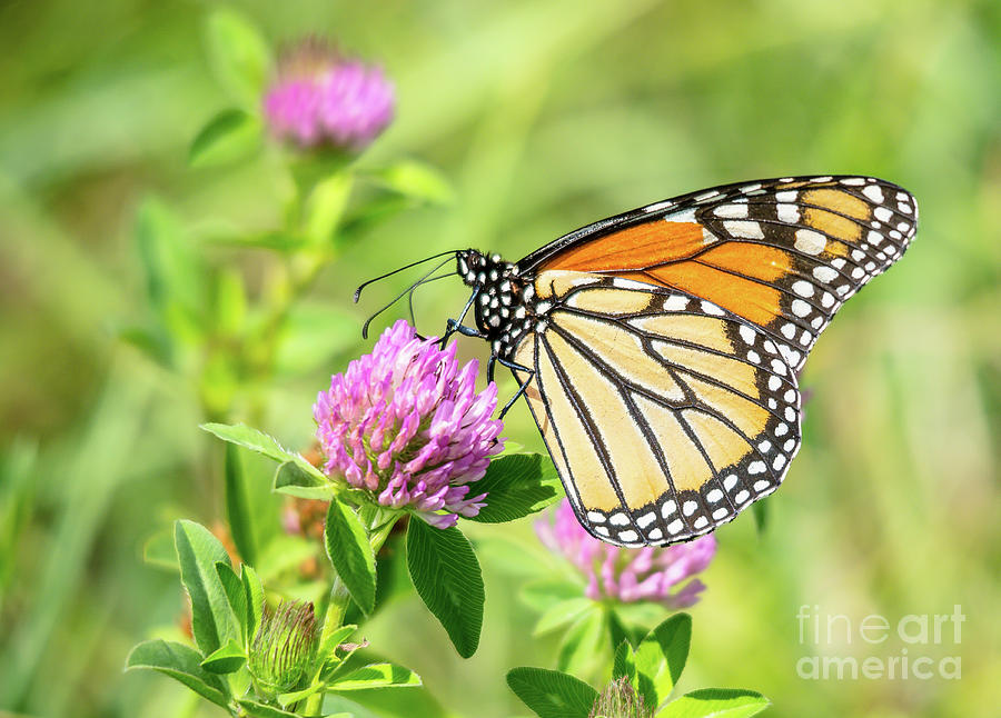 Monarch on Clover Photograph by Cheryl Baxter