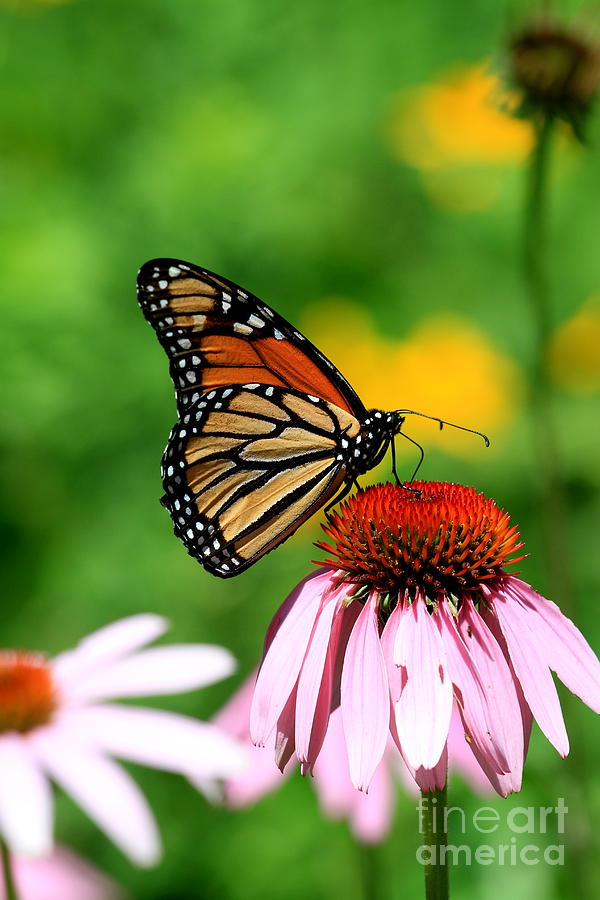 Monarch on Cone Flower  Photograph by Rick Rauzi