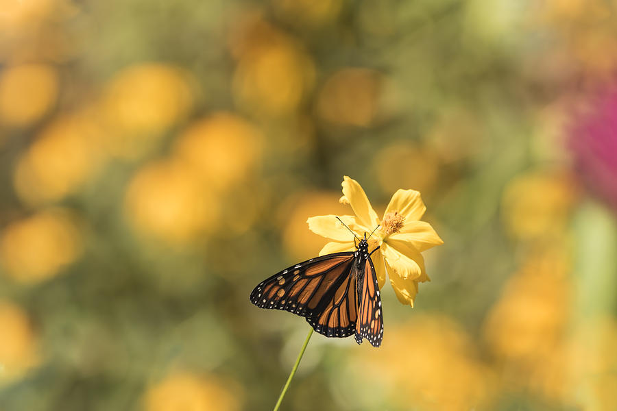 Monarch On Cosmos 1-2015 Photograph by Thomas Young