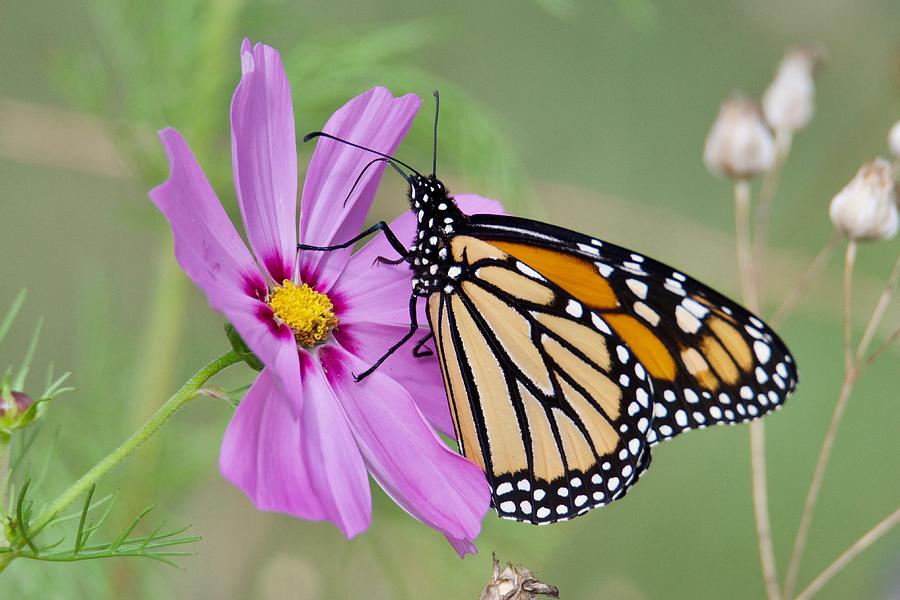 Butterfly Photograph - Monarch on Cosmos by Michael Peychich