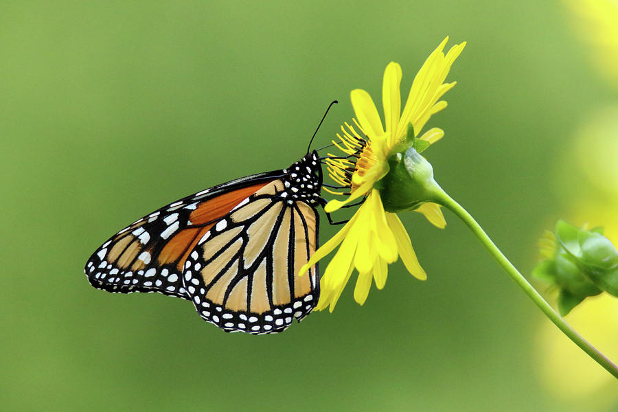 Monarch on Cup Plant Photograph by Brook Burling