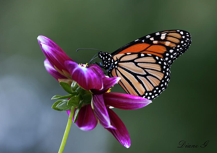 Monarch on Dahlia Photograph by Diane Giurco